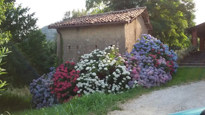 Siepe formale